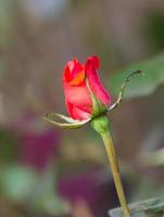 flor rosa roja foto