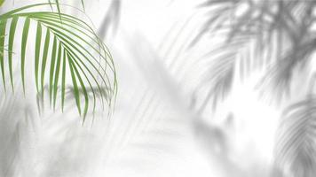 green leaf of palm tree with shadow on white background photo