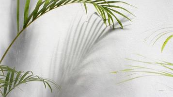 green leaf of palm tree with shadow on white background photo