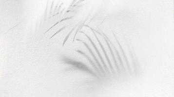 shadow of palm leaves tree on white background photo