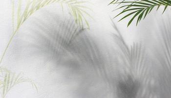 green leaf of palm tree with shadow on white background photo