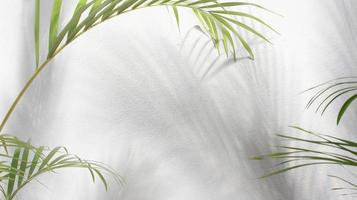 green leaf of palm tree with shadow on white background photo