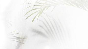 shadow of palm leaves tree on white background photo