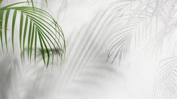 green leaf of palm tree with shadow on white background photo