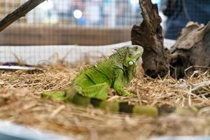 Closeup of a green iguana on dry grass photo