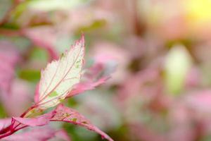 Green pink leaves pattern for summer or spring season concept,leaf blur textured,nature background photo