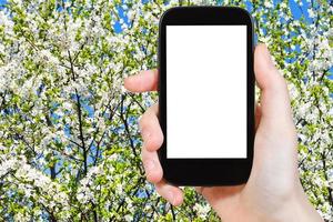 teléfono inteligente y árbol floreciente en primavera foto