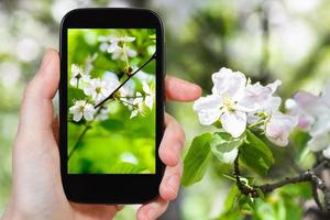 photo of cherry blossoms in spring forest