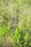 above view of green crones of trees in spring photo