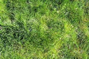 green grass on lawn in sunny spring day photo