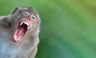 Asian Funny monkey yawning with its mouth wide open with teeth, canine, tongue in nature with copy space. photo