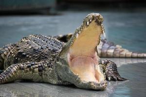 Crocodile open big mouth on the ground, close up. photo