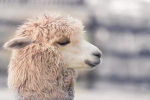 Cute Alpaca face in farm, focus on eyes, close-up with copy space. photo