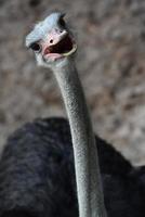 Cute Ostrich bird head in happy and smiling emoticon face, funny, cute, natural, gaze, happy, open mouth, big eyes, wildlife concepts. photo