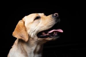 Portrait of a Labrador Retriever dog on an isolated black background. photo