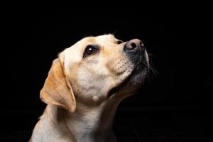 retrato de un perro labrador retriever sobre un fondo negro aislado. foto