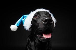 Portrait of a Labrador Retriever dog in a Santa hat, isolated on a black background. photo