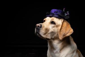 Close-up of a Labrador Retriever dog in a headdress. photo