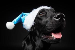Portrait of a Labrador Retriever dog in a Santa hat, isolated on a black background. photo