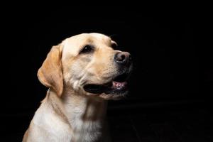 Portrait of a Labrador Retriever dog on an isolated black background. photo