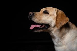 retrato de un perro labrador retriever sobre un fondo negro aislado. foto