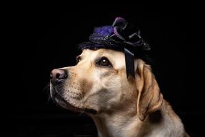 Close-up of a Labrador Retriever dog in a headdress. photo