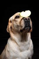 Portrait of a Labrador Retriever dog with a slice of Apple on its nose. photo