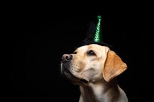 Close-up of a Labrador Retriever dog in a headdress. photo