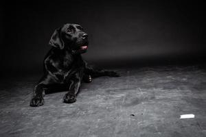 Portrait of a Labrador Retriever dog on an isolated black background. photo