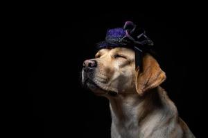 Close-up of a Labrador Retriever dog in a headdress. photo