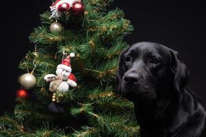 Portrait of a Labrador Retriever dog near the new year's green tree. photo