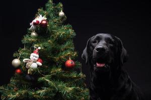 Portrait of a Labrador Retriever dog near the new year's green tree. photo