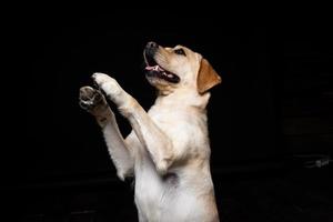 retrato de un perro labrador retriever sobre un fondo negro aislado. foto