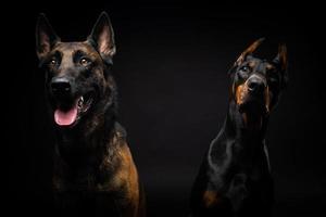 Portrait of a Belgian shepherd dog and a Doberman on an isolated black background. photo