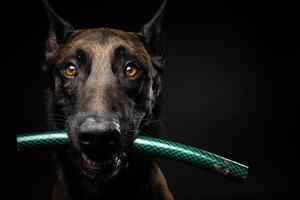 retrato de un perro pastor belga con un juguete en la boca, disparado sobre un fondo negro aislado. foto