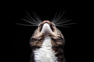 Thoroughbred adult cat, photographed in the Studio on a black background. photo