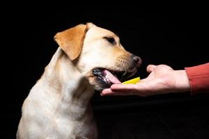 Portrait of a Labrador Retriever dog with a slice of Apple on its nose. photo