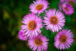 Autumn Aster flowers with water drops. photo