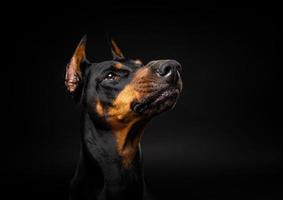 retrato de un perro doberman sobre un fondo negro aislado. foto