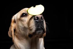 Portrait of a Labrador Retriever dog with a slice of Apple on its nose. photo