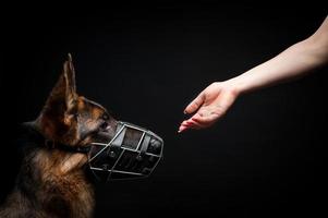 A woman feeds a German shepherd puppy from her hand. photo