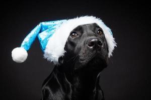 Portrait of a Labrador Retriever dog in a Santa hat, isolated on a black background. photo