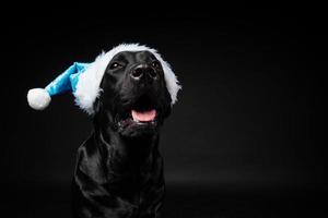 Portrait of a Labrador Retriever dog in a Santa hat, isolated on a black background. photo