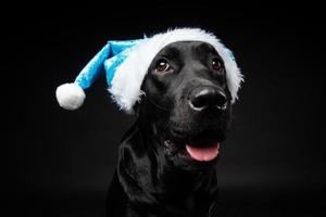 Portrait of a Labrador Retriever dog in a Santa hat, isolated on a black background. photo