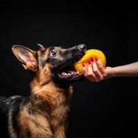 A woman with a German shepherd puppy yellow toy. photo