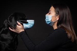 Portrait of a Labrador Retriever dog in a protective medical mask with a female owner. photo