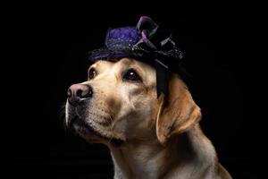 Close-up of a Labrador Retriever dog in a headdress. photo