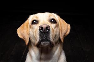 Portrait of a Labrador Retriever dog on an isolated black background. photo