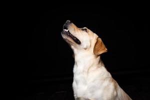 retrato de un perro labrador retriever sobre un fondo negro aislado. foto