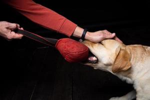 Close-up of a Labrador Retriever dog with a toy and the owner's hand. photo